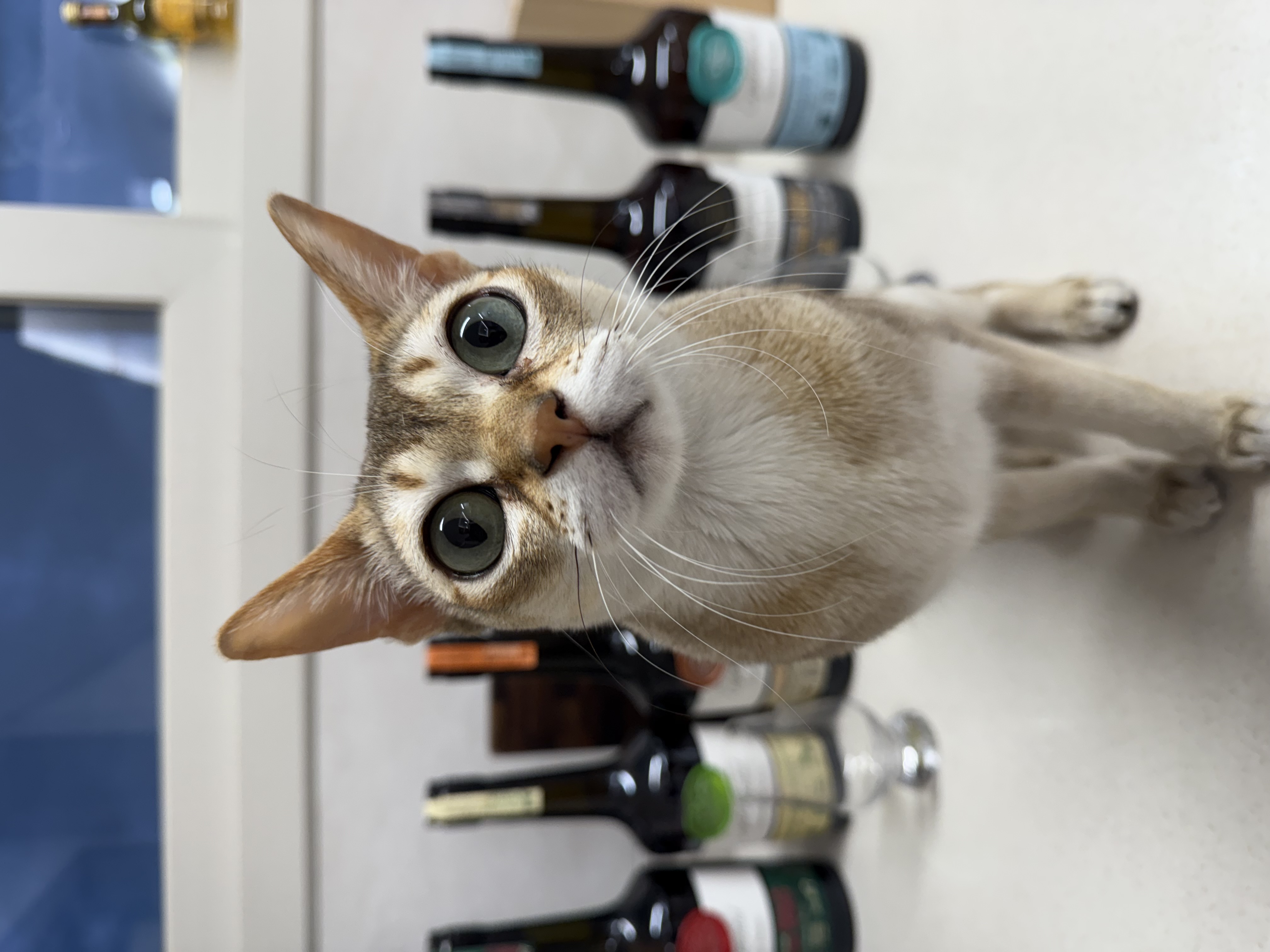 리미티드 옥션:) 크리스찬 드루앵 익스피리멘탈 리미티드 7종 세트